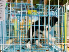 -龟与熊猫宠物公园(南坪店)