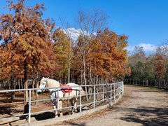 -上海海湾国家森林公园