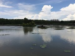 -大湾区中央湿地公园