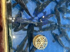 -山东八大碗山东老字号