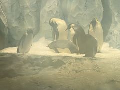 -帝企鹅自助餐厅•儿童岛•真企鹅(长隆企鹅酒店)