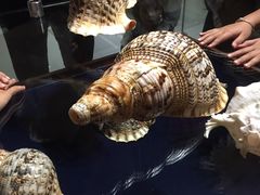 -青岛贝壳博物馆