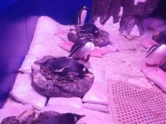 -暹罗海洋世界