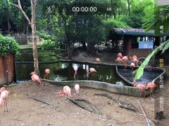 -清迈夜间动物园