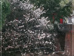 -老张烤羊(王哥庄店)