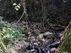 -莫里热带雨林景区