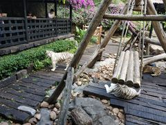 -广州长隆国际大马戏