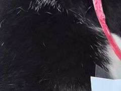 -千城康桥宠物医院·猫科·骨科·心脏