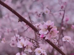 -桃花堤公园