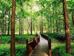 -黄海国家森林公园