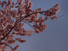 -中粮·祥云小镇