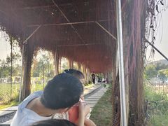 -光明小镇欢乐田园