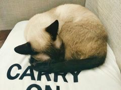 -猫咪咖啡·猫咖(万达广场店)