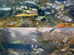 -上海海洋水族馆