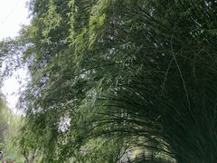 -棠湖公园