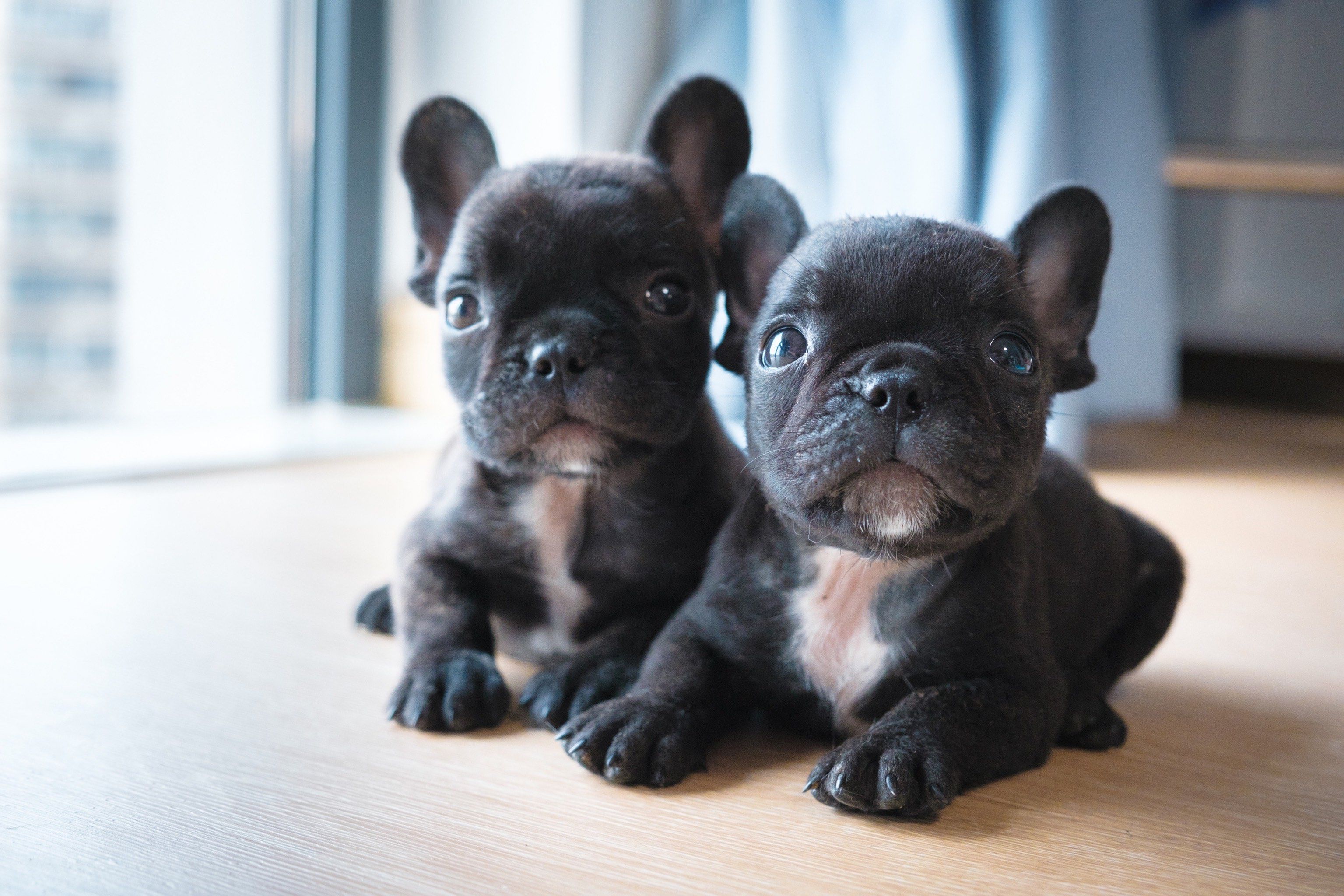 杭州家养的小法斗无偿领养找新家