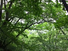 -天女山森林公园