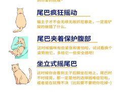 -lincat·猫舍(广州店)