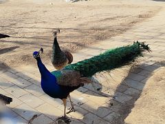 -石家庄市动物园