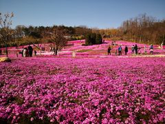 -棒棰岛宾馆景区