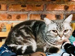 -豆逗聊愈猫阁Easy Life