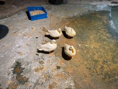 -绿色星球动物主题公园