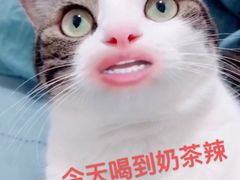 -奈雪的茶(印象城店)