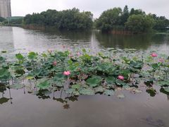 -新江湾城公园
