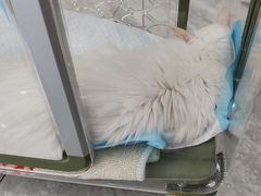 -芭比堂动物医院·24小时·眼科中心(深圳中心)