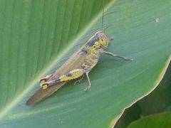 Hyatt&nbsp;RegenCy&nbsp;Phuket&nbsp;ResOrt-普吉岛凯悦酒店