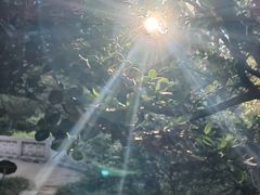 -叶家花园