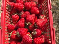 -小六农家乐(崇明西沙湿地店)