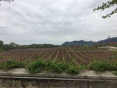 -北京张裕爱斐堡酒庄
