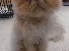 -飞行喵MR PILOT|猫舍·猫咖(静安大融城店)