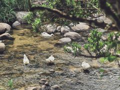 -海南热带雨林国家公园吊罗山景区