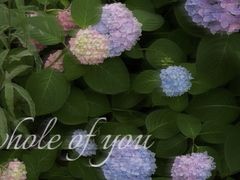 -上海滨江森林公园