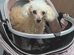 -达爱动物医院·犬猫分区·CT·复杂眼科(远洋山水分院)