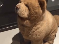 -椒小兔·盐帮川菜中餐厅(金沙时代广场店)