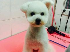 -喵宠乐园·撸猫互动·猫舍