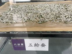 -太湖雪蚕桑文化园