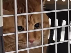 -达爱动物医院·犬猫分区·CT·复杂眼科(远洋山水分院)