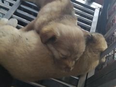 -中环花鸟鱼虫市场