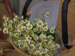 -杭州植物园