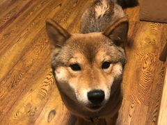 -柴务处·柴犬主题狗咖