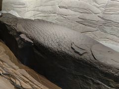 -白鹤梁水下博物馆