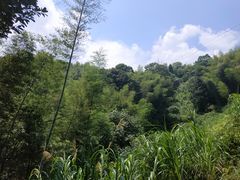 -江西阳明山国家森林公园