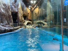 -帝企鹅自助餐厅•儿童岛•真企鹅(长隆企鹅酒店)