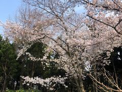 -嘉定紫藤园