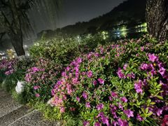 -杭州植物园