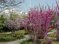 -泰州凤城河风景区-泰山公园